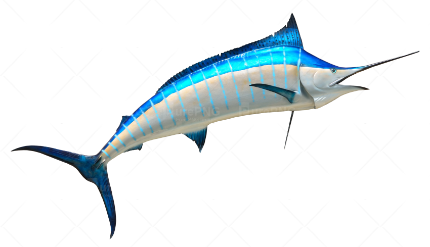 Fish Png (850x489)