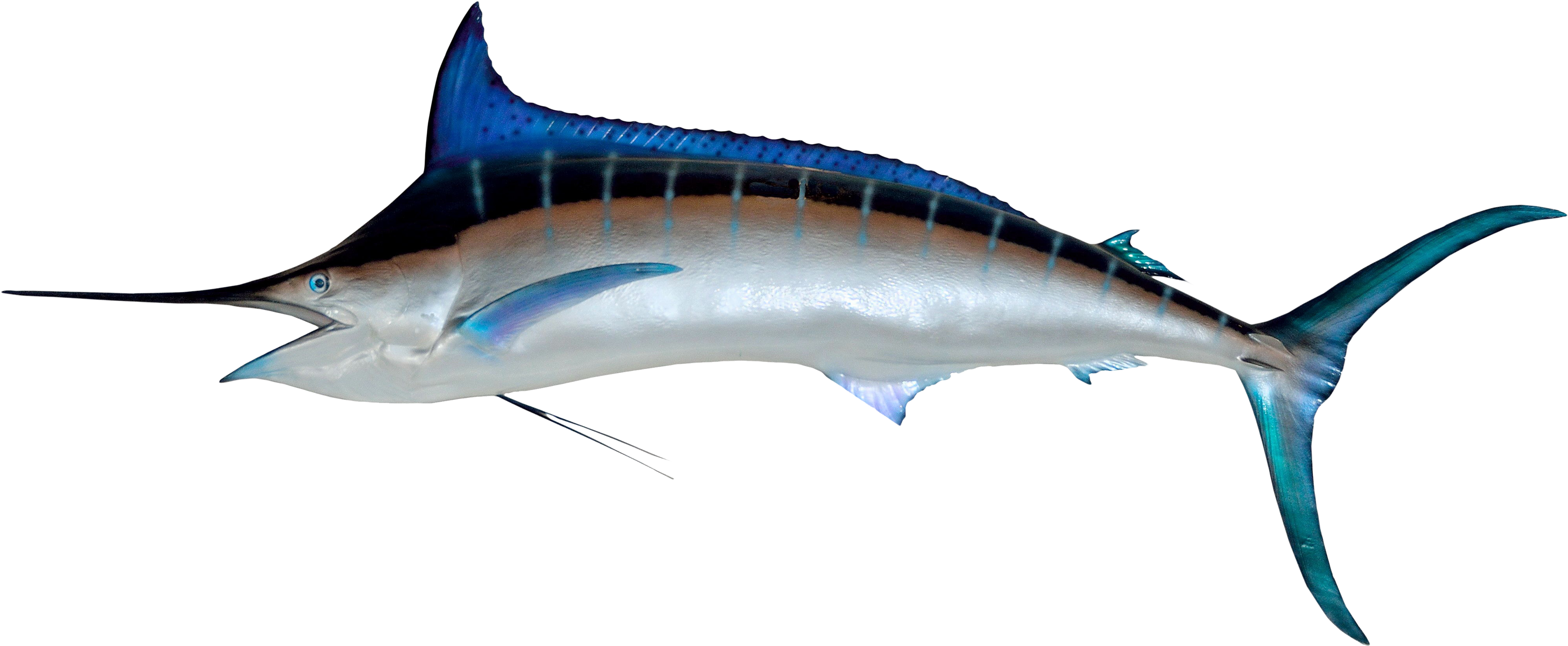 3550 X 1938 - Swordfish Png (3550x1938)