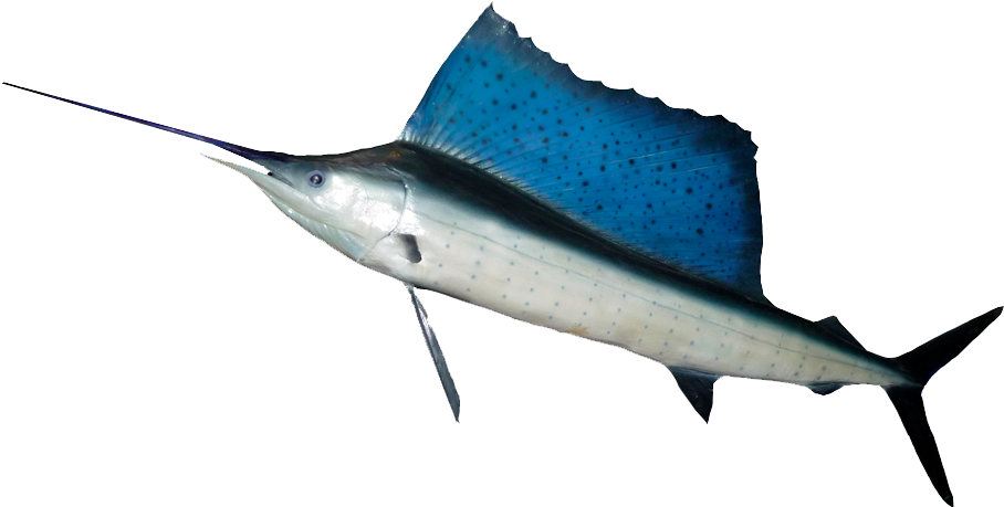 Ocean Fish Png Hd - Fish With Long Dorsal Fin (1022x532)