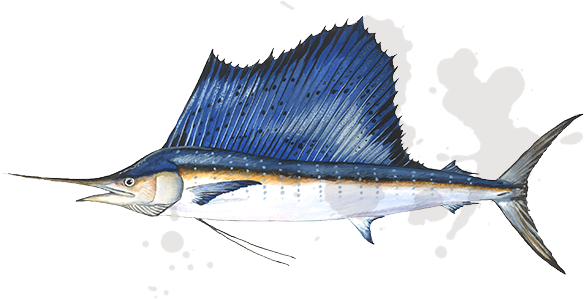 Sailfish Png (658x300)