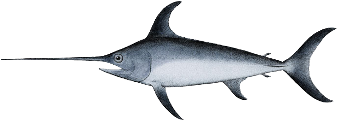 Swordfish - Xiphias Gladius - Swordfish Png (700x259)