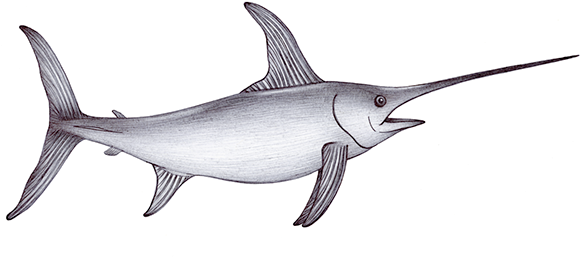 The Drawings Are Of A Barracuda, Diatom, Dolphin, Eel, - Swordfish Sketches (600x279)