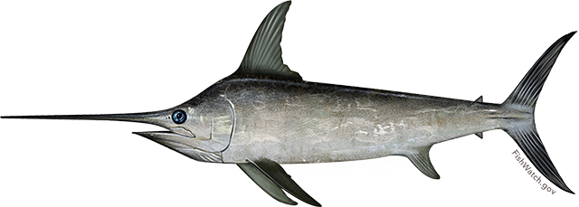 North Atlantic Swordfish 1 - Sabljarka Riba (640x229)