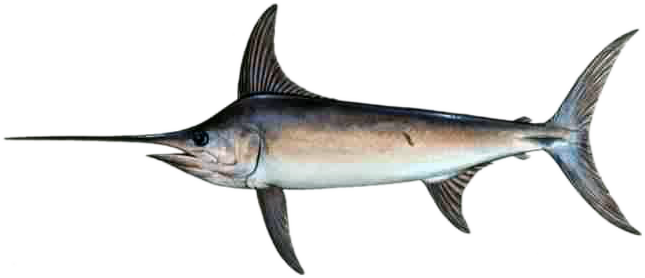 Swordfish - Swordfish (645x278)