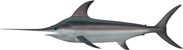 Swordfish - Swordfish (632x279)