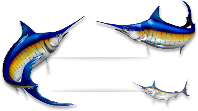 Marlin Fish - Marlin Fish (666x378)