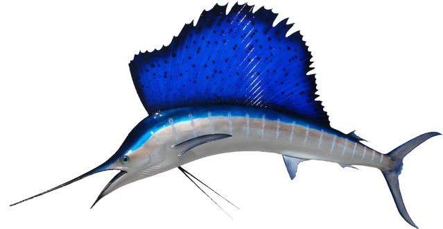 Sailfish Mount - Fish With Big Fins (650x359)