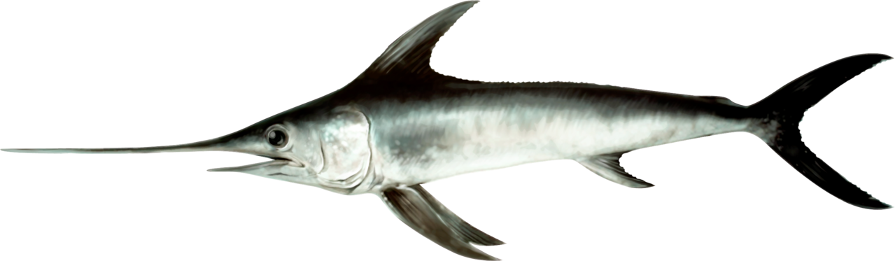 Illustration Of A Swordfish - Xiphias Gladius (1279x373)
