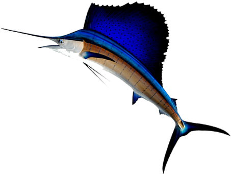 Images/sailfish Pacific R - Penn Reels (480x380)