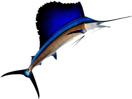 Images/sailfish Pacific L - Penn Reels (480x380)