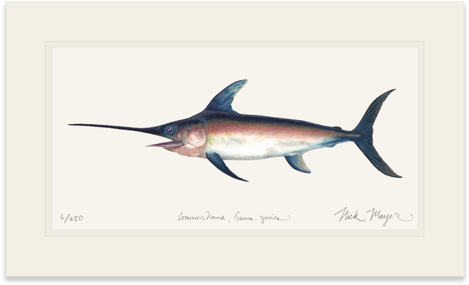 Swordfish - Atlantic Blue Marlin (1023x664)