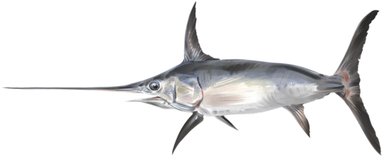 Pez Espada - Atlantic Blue Marlin (600x400)