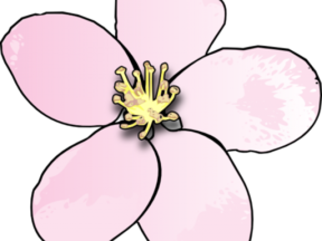 Apple Blossom Cliparts - Rosa Glauca (640x480)