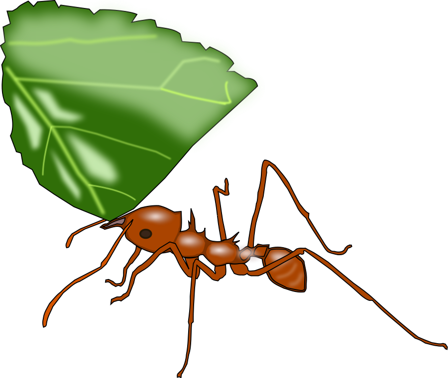 Ant Clipart Vector - New Jersey Institute Of Technology (900x760)