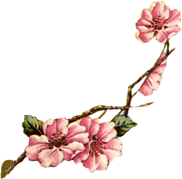 Vintage Cherry Cliparts - Vintage Botanical Cherry Blossom (672x619)