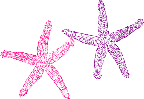 Starfish Purple Pink Sea Tropical Beach Cr - Transparent Background Starfish Png (493x340)