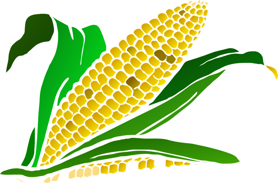 Corn Png - Corn Png Clip Art (960x633)