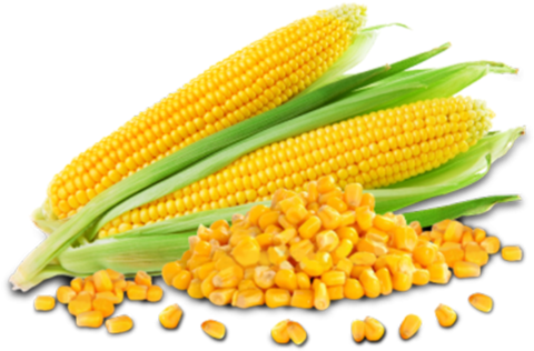 Villamarket 0184048 0184048-1 - Seeds And Pods Vegetable (480x480)