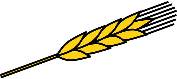 ข้าวโพด, อาหาร, ข้าวโพดเลี้ยงสัตว์, พืช - Ear Of Corn Drawing (680x340)