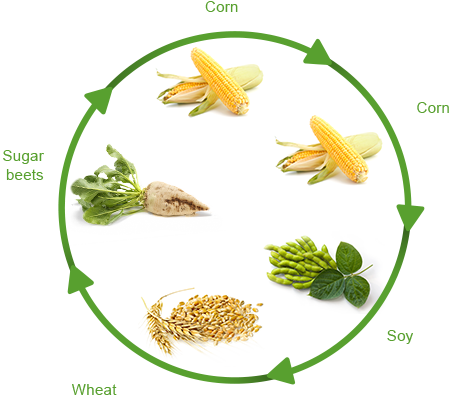 Crop Production - - Crop Rotation With Wheat (450x398)