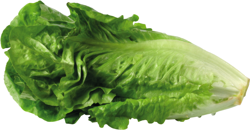 Lettuce Clipart Transparent - Transparent Background Lettuce Png (815x435)