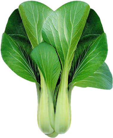 Vegetables Clipart Petchay - Clip Art Pechay (500x500)