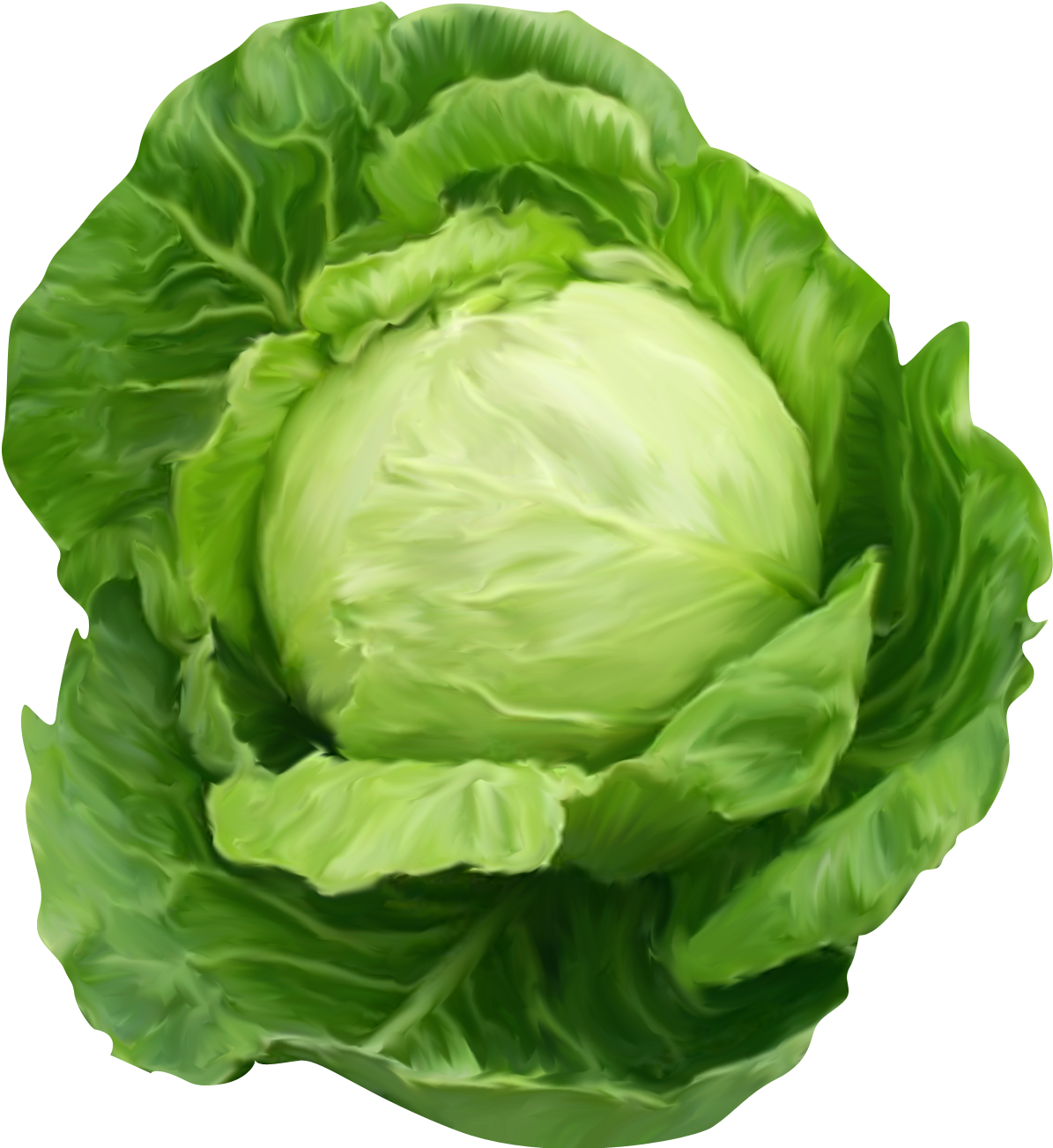 Cabbage Png (1232x1344)