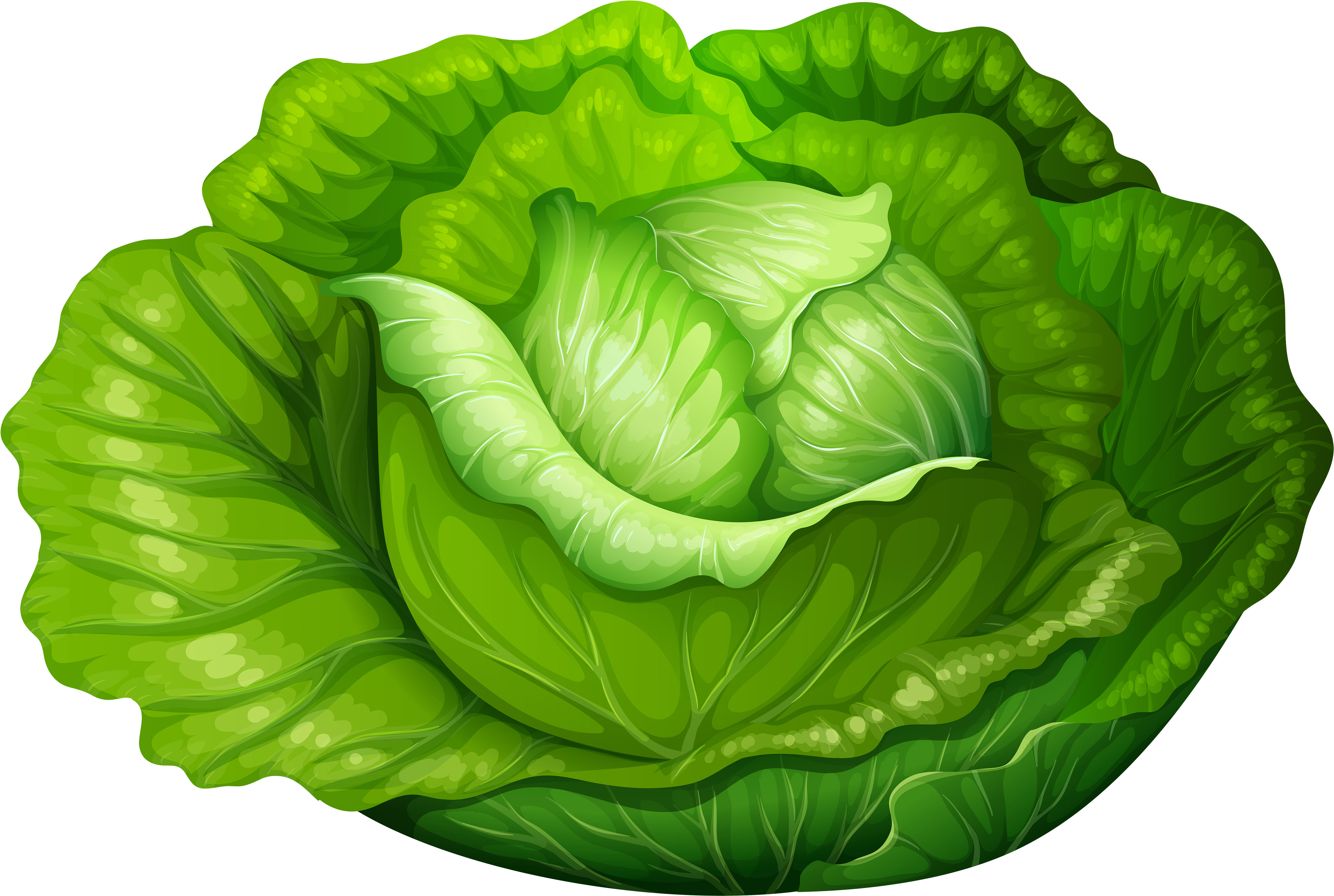 Cabbage Png Clip Art - Vegetable Clip Art Lettuce (6000x4161)