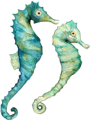 Playa - Watercolor Seahorse (480x607)