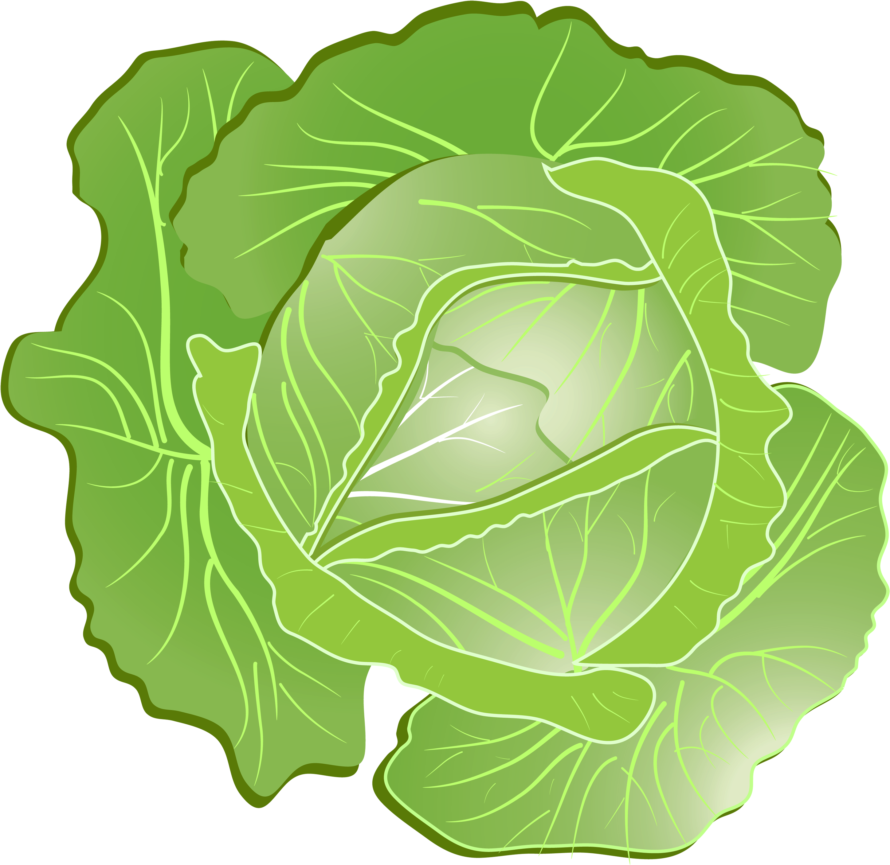 Cartoon Cabbage Png Clipart - Cabbage Clipart (3000x2920)