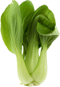 Bok Choy Png Clipart - Pok Choy (500x500)