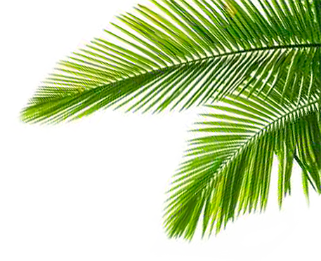 Palmeras Png (457x372)