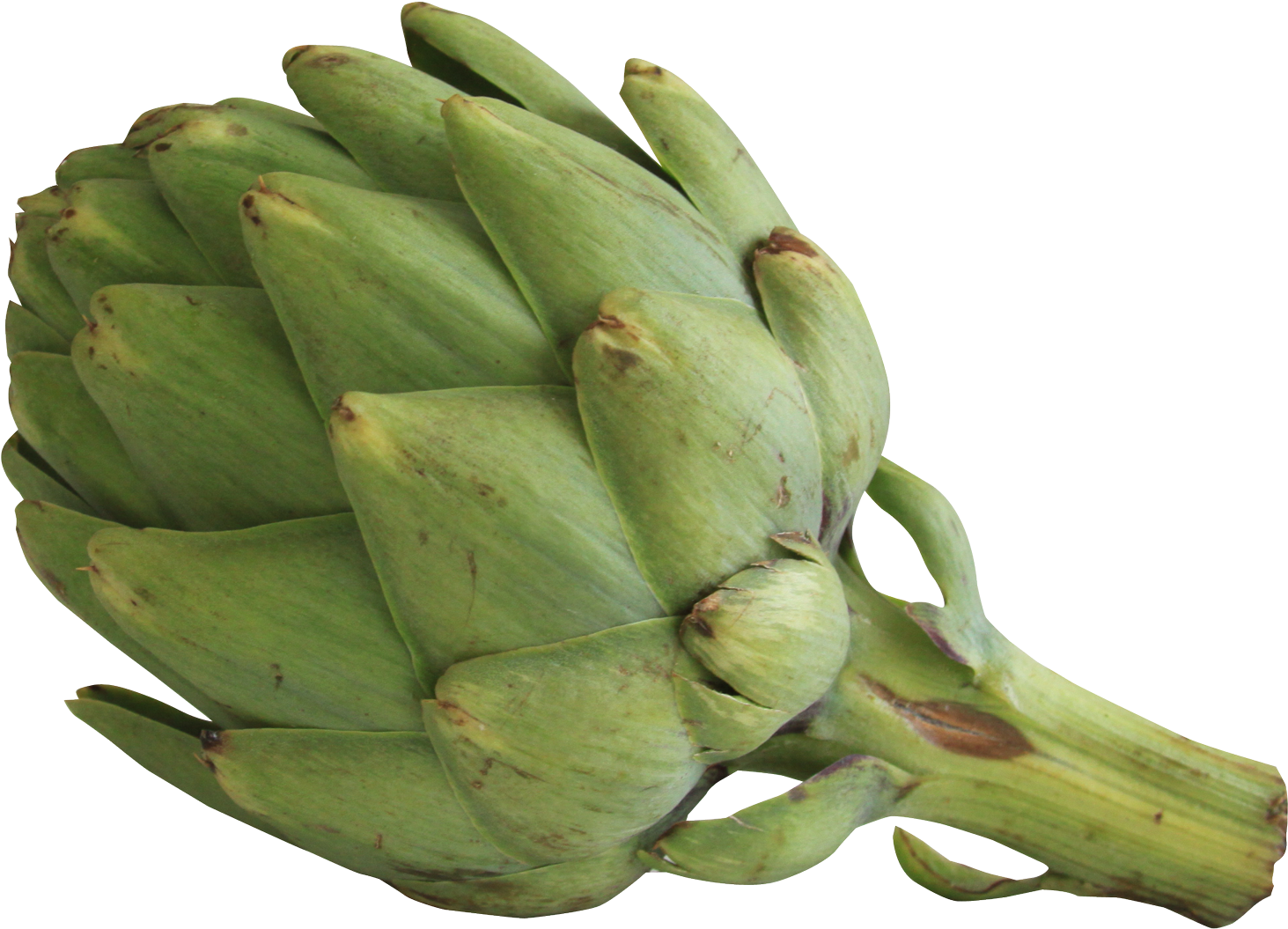 Artichoke - Artichoke Transparent (1722x1377)