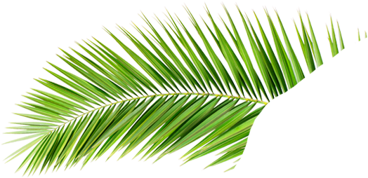 Palmera - Hoja De Palmera Png (530x273)