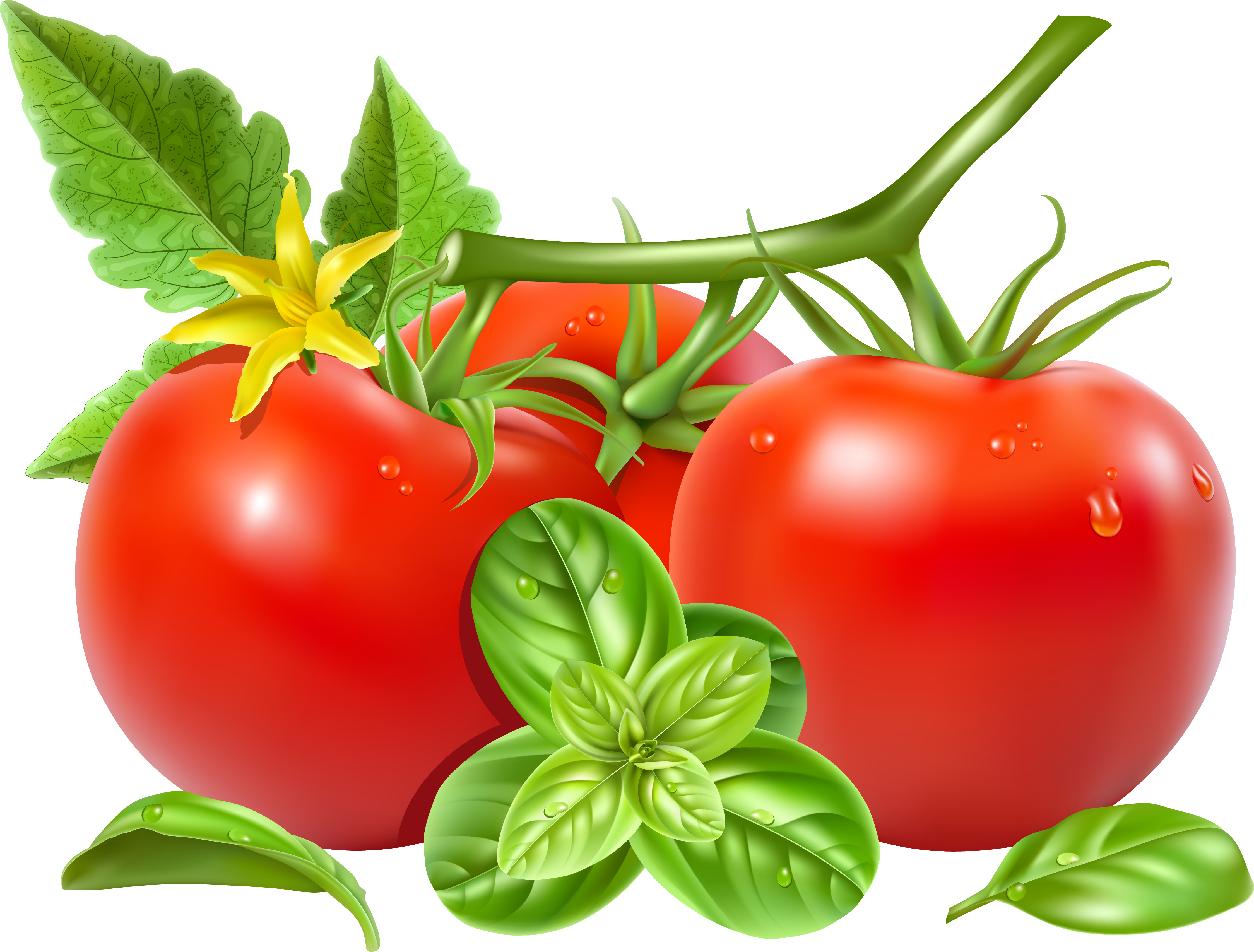 San Marzano Tomato Royalty-free Vegetable Clip Art - Vector Tomato (4495x3413)