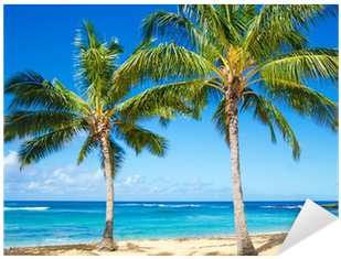 Vinilo Pixerstick Palmeras En La Playa En Hawai • Pixers® - Playas Hawai Palmeras (400x400)