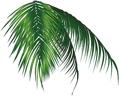 Hojas, Palmeras , Ramas Png - Vector (410x356)