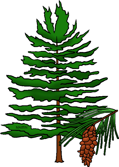 State Tree Of Idaho - North Carolina State Tree (477x648)