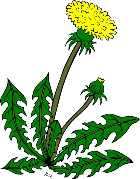 Flower Dandelion Clip Art - Garden Weeds Clipart (468x597)