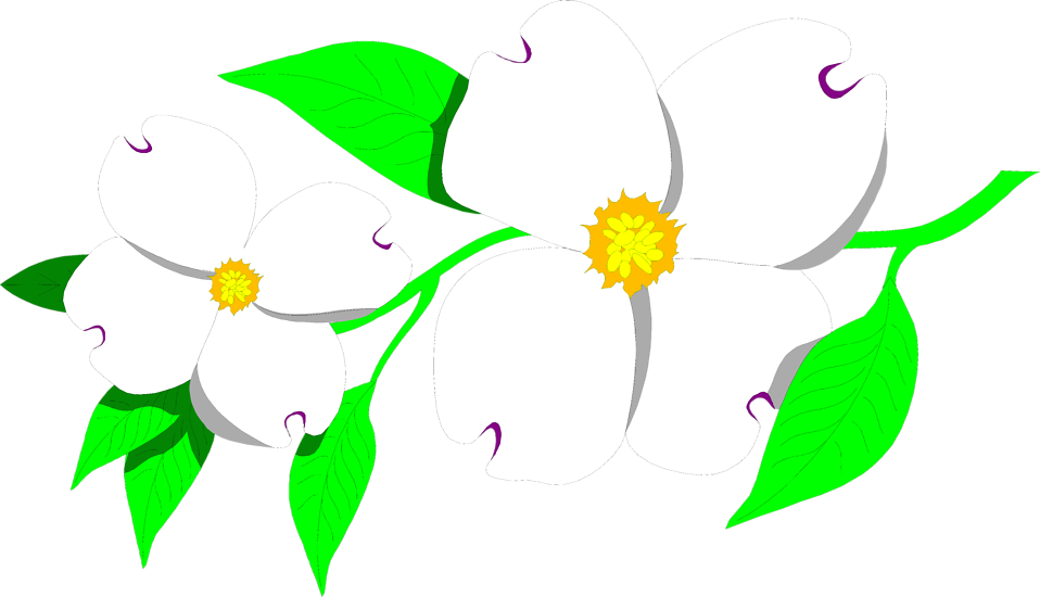 Free Stock Photos - North Carolina State Flower (958x550)