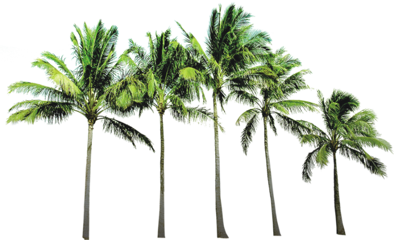 Arecaceae Beach Wallpaper - Tropical Paradise Twin Duvet (769x469)