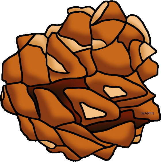 New Mexico State Tree Pinon Pine - United States Of America (600x648)