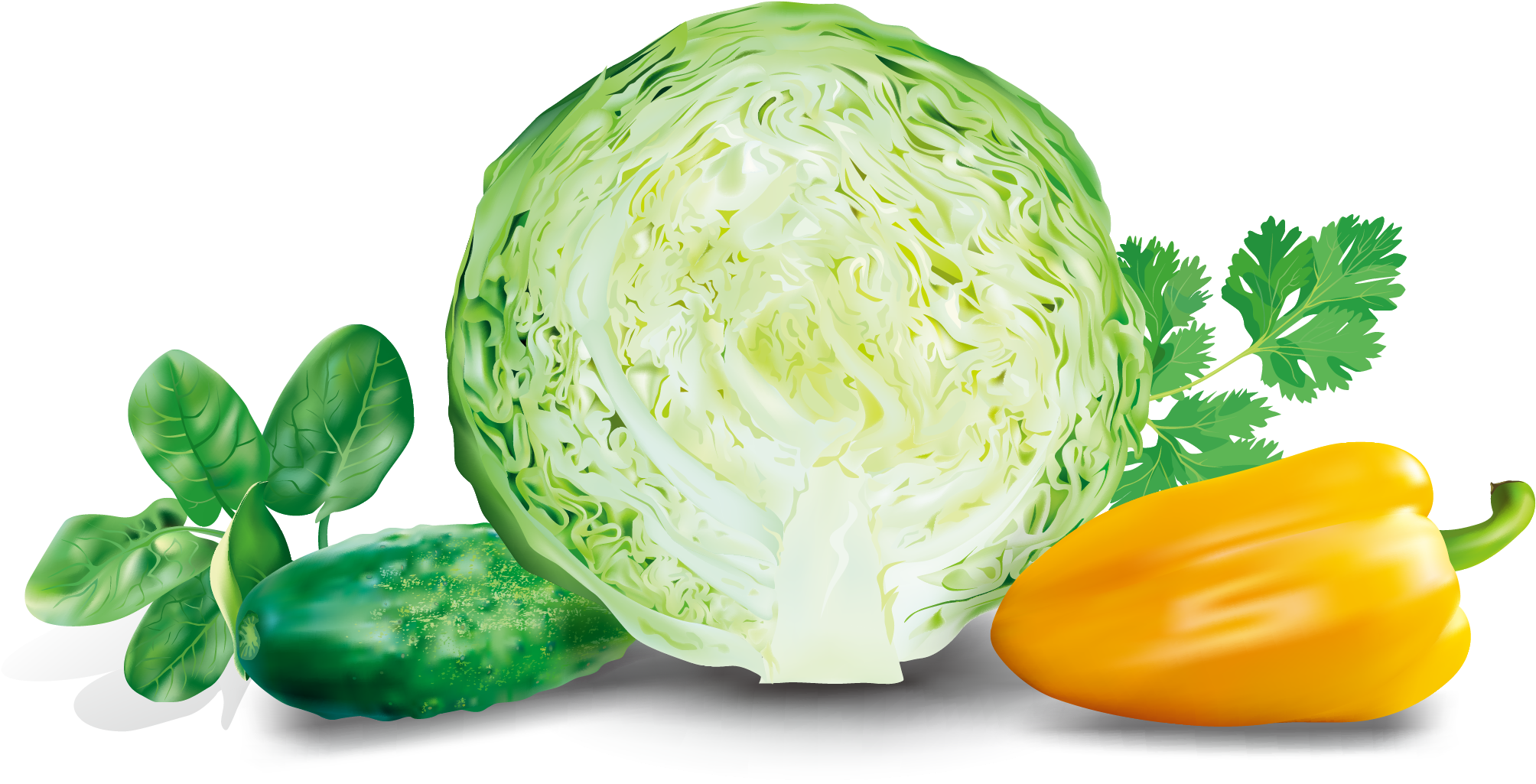 Cabbage Malfouf Salad Euclidean Vector Vegetable - Cabbage Malfouf Salad Euclidean Vector Vegetable (2503x1201)