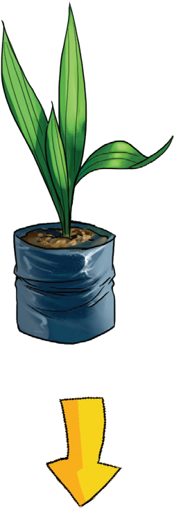 Only Healthy And Normal Oil Palm - Houseplant (502x850)