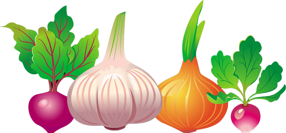 Common Beet Vegetable Euclidean Vector Beetroot - Yellow Onion (985x457)