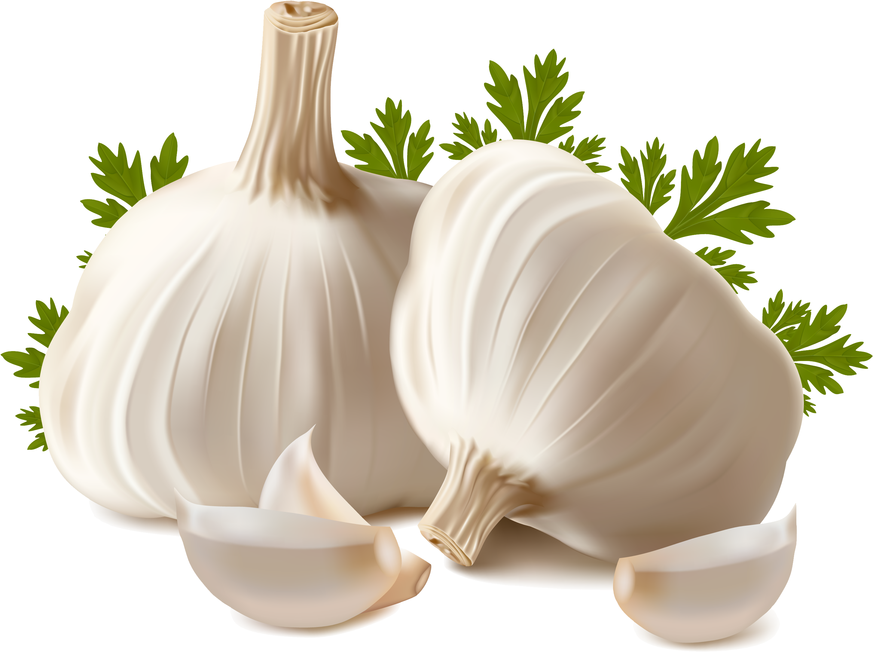 Garlic Png - Micropropagation And Somatic Embryogenesis In Garlic (3000x2324)