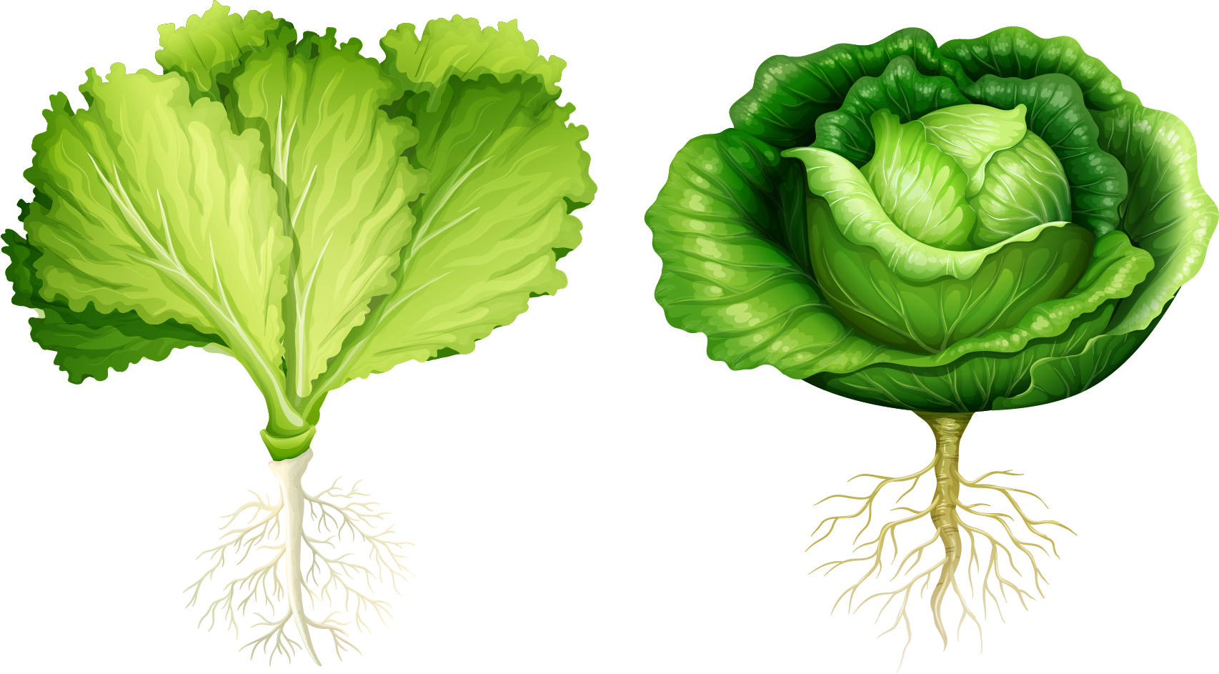 Lettuce Root Vegetable Illustration - Start With Letter V (1706x943)