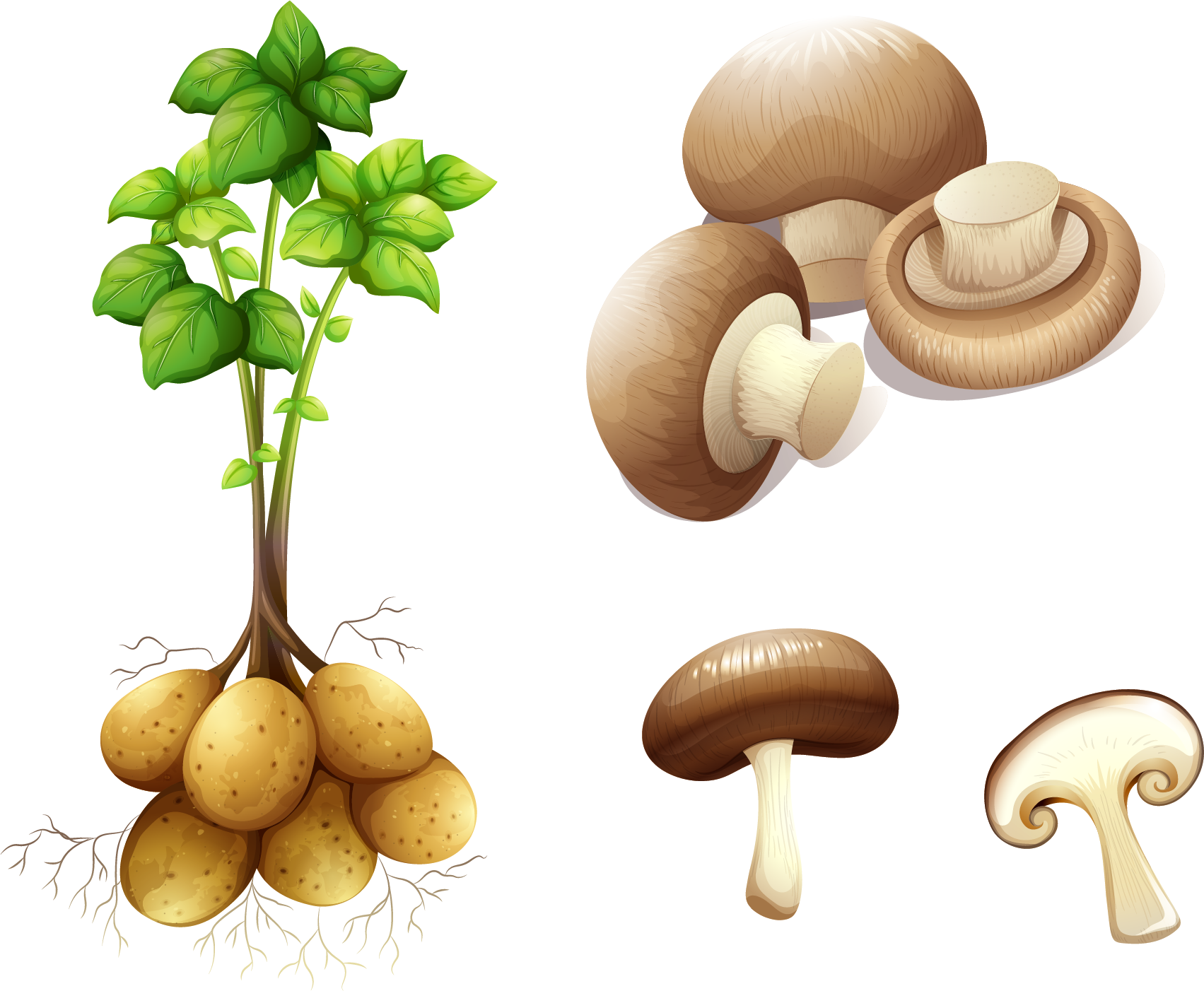Potato Plant Stem Royalty-free Clip Art - Potato Plant (1703x1402)