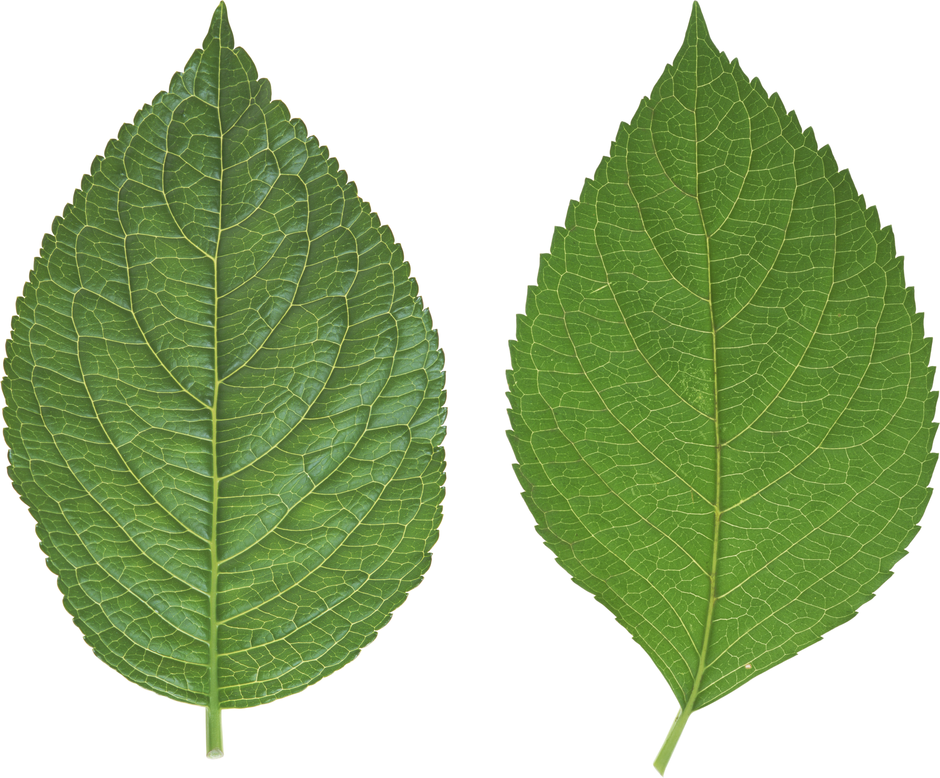 Cartoon Background Wallpaper Cartoon Wallpaper Html - Leaf Png (3201x2648)