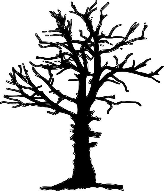 Plant Forest Dieback, Forest Decline, Tree, Dead, Dry, - Dead Tree Silhouette Png (551x640)